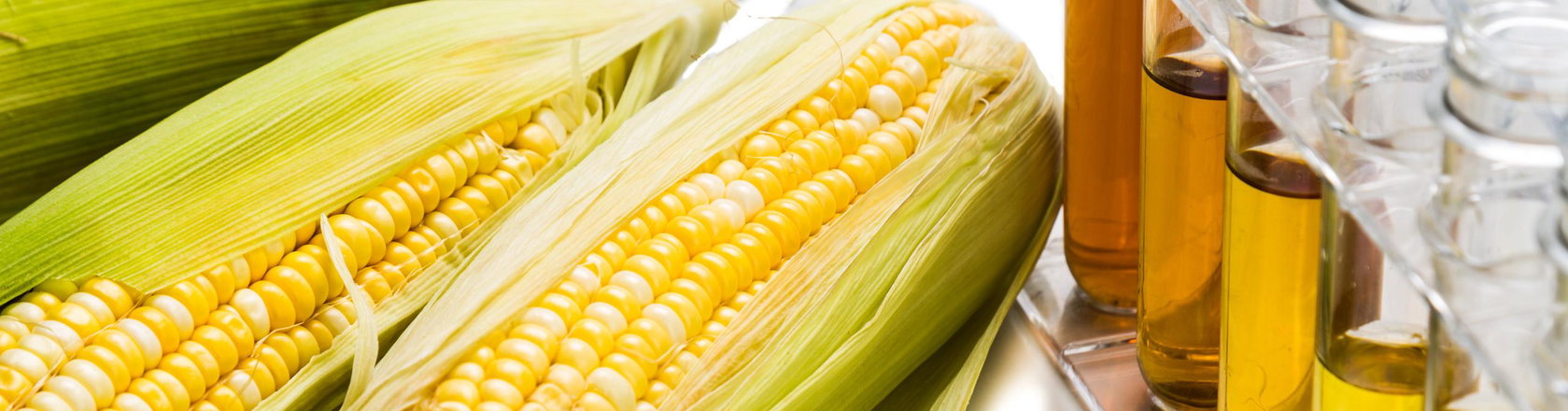 Corn oil in tubes, peeled corn cobs and grains