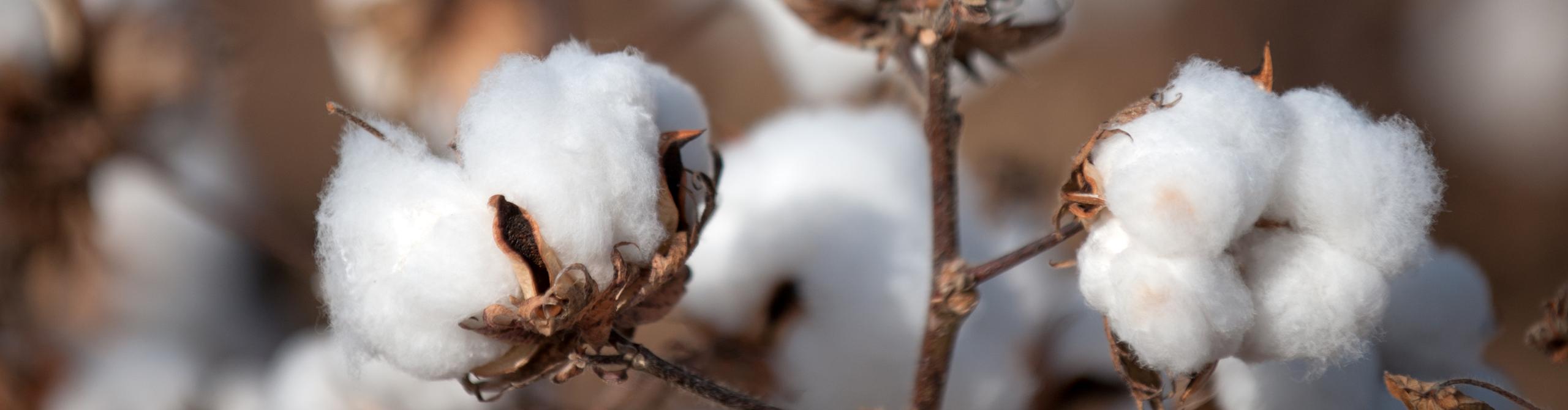 Tree branch with cotton flowers on white background, Cotton flowers