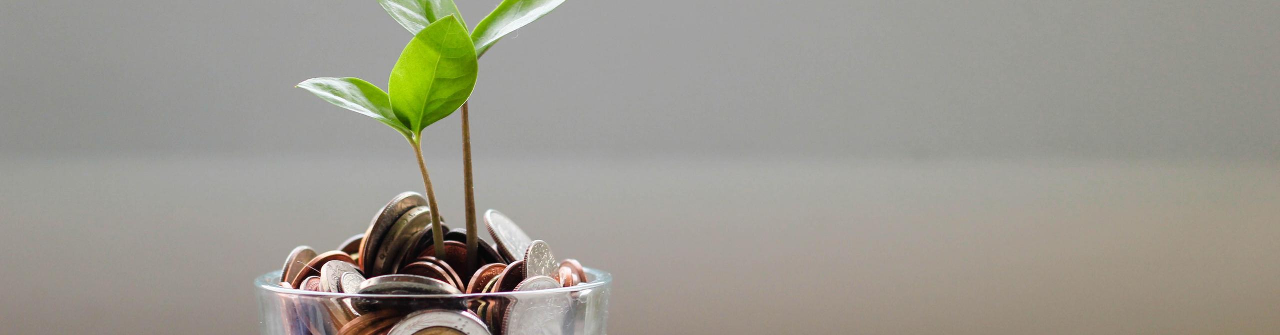 Small plant