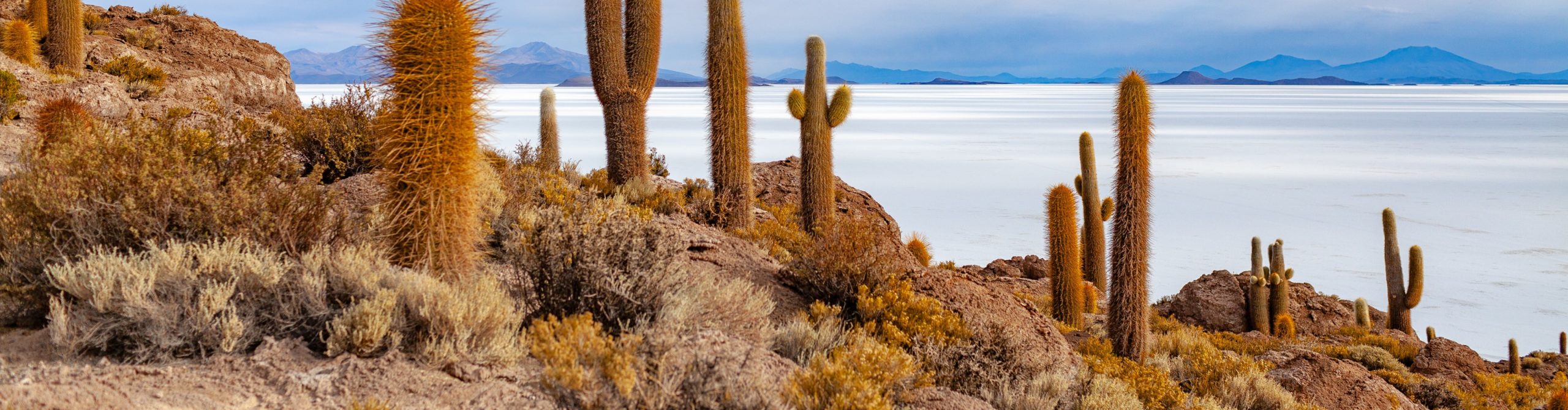 Cacti in Bolivia