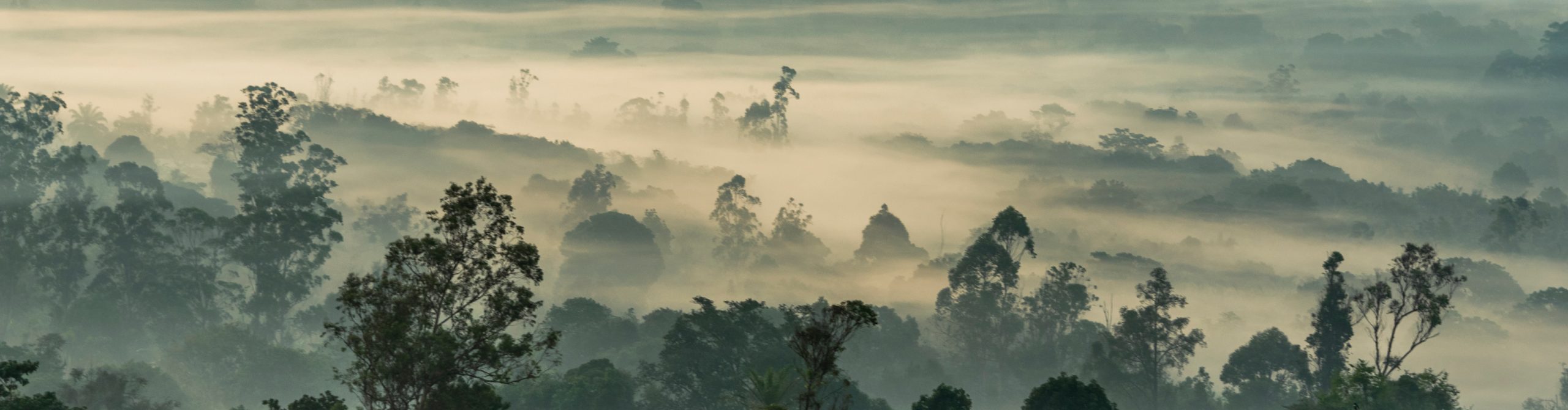 Forest in Cameroon