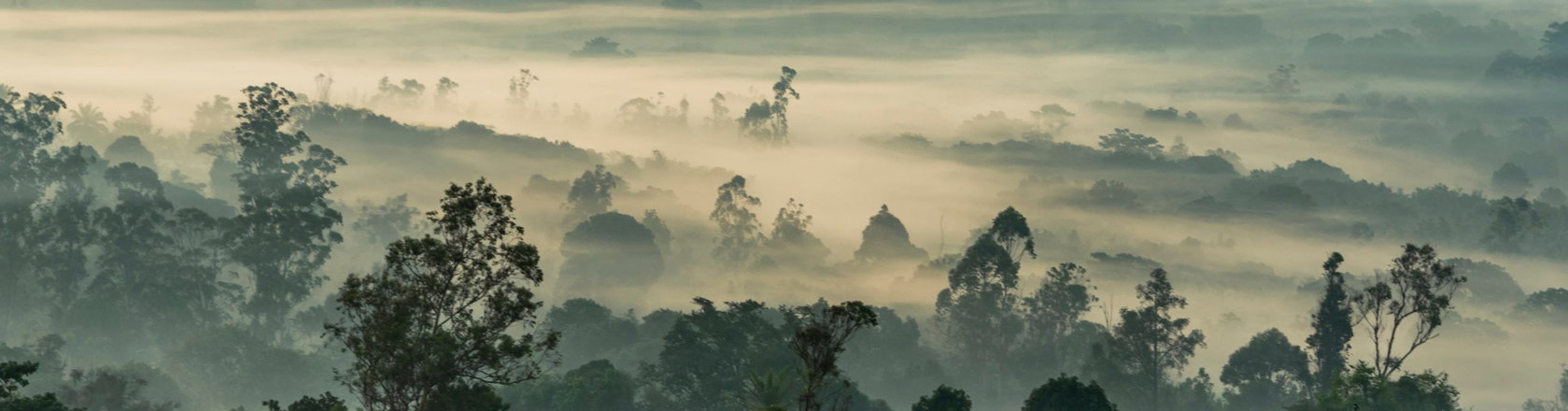 Forest in Cameroon