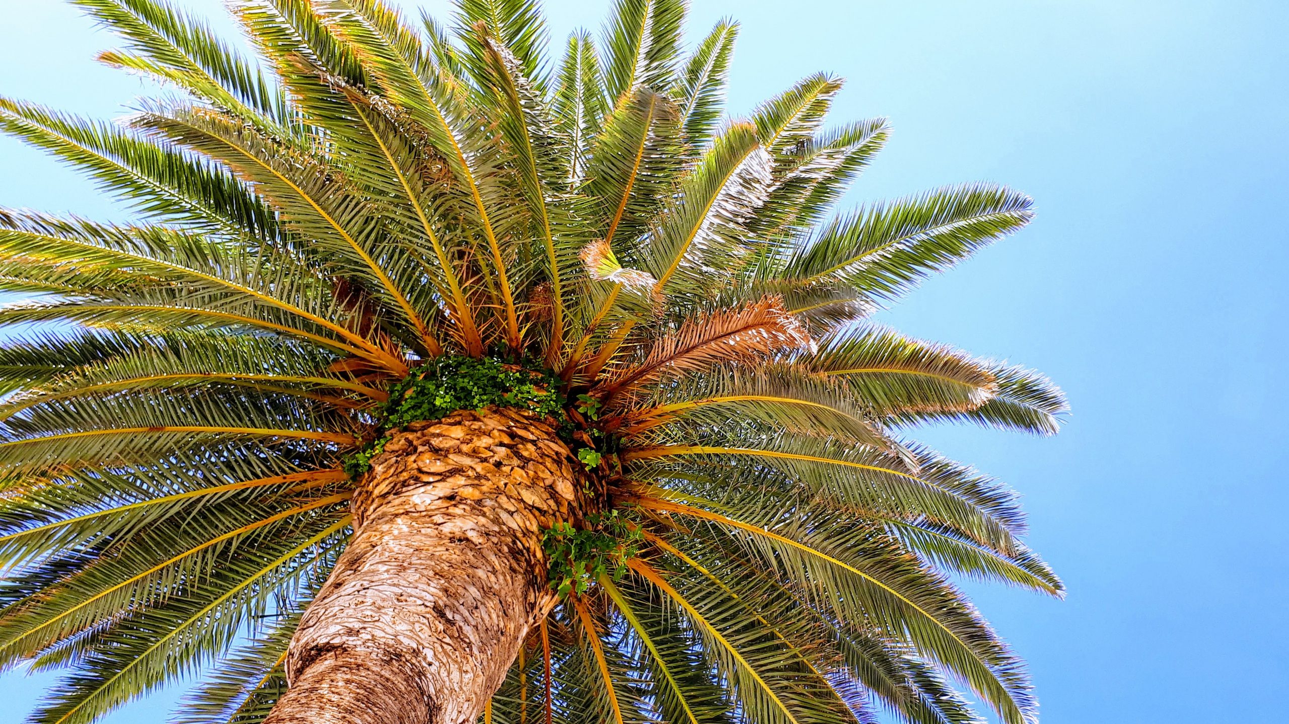 Palm tree, vegetable oil that comes from the fruit of oil palm trees